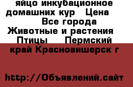 яйцо инкубационное домашних кур › Цена ­ 25 - Все города Животные и растения » Птицы   . Пермский край,Красновишерск г.